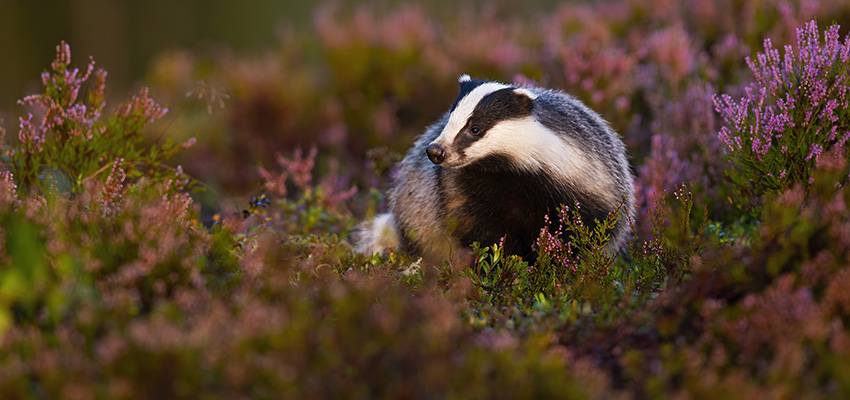 Unser Wandkalender 2026: Der Dachs ist da