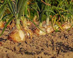 PFAS in grond en groenten