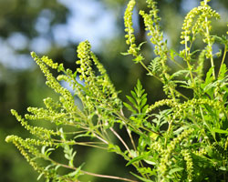 mugwort