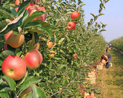 Apple plantation