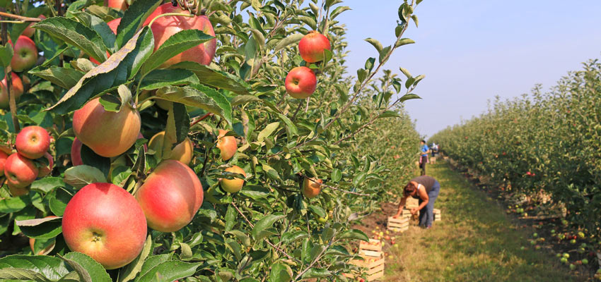 Apple plantation