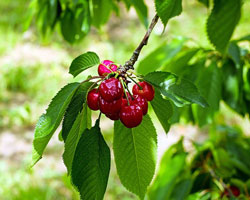 Cherries on tree