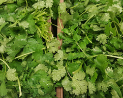 coriander