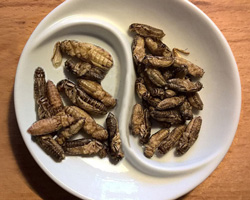 insects on a plate