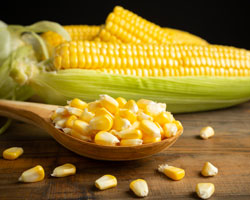 Maize