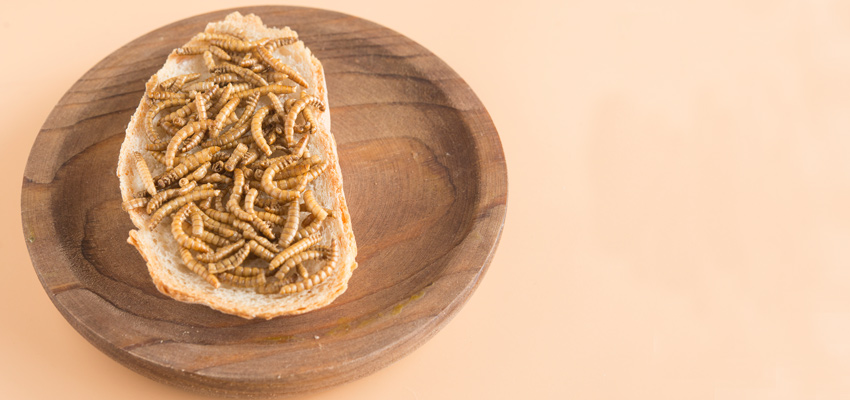 Mealworm bread