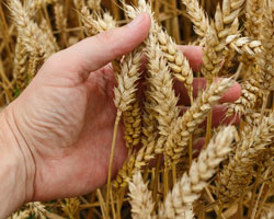 Triticum aestivum