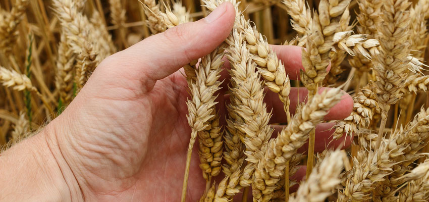 Triticum aestivum