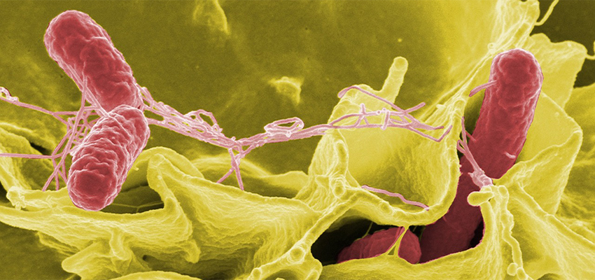 https://pixabay.com/es/photos/bacterias-salmonella-pat%C3%B3genos-67659/ 