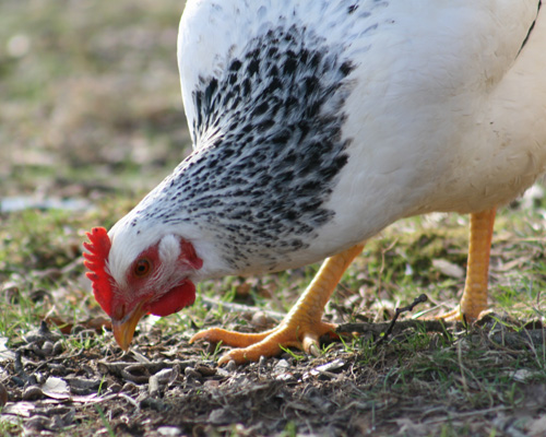 Pollo