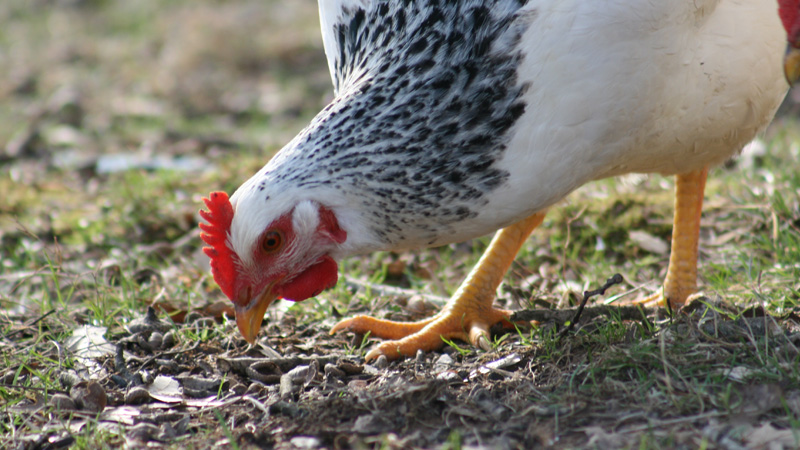 Pollo