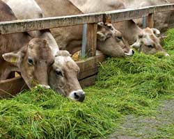 Krowy jedzą trawę