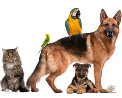Hund Katze Vogel, Papagei und Maus stehen nebeneinander