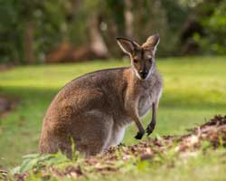 wallaby, kangoroo