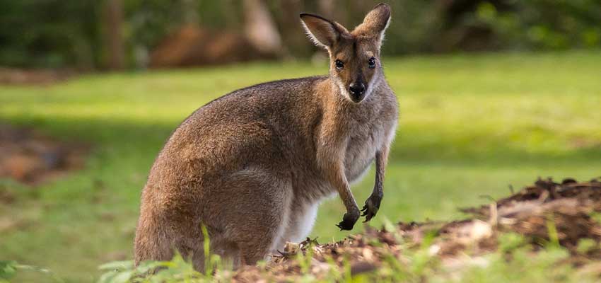 wallaby, kangoroo