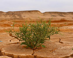 desierto