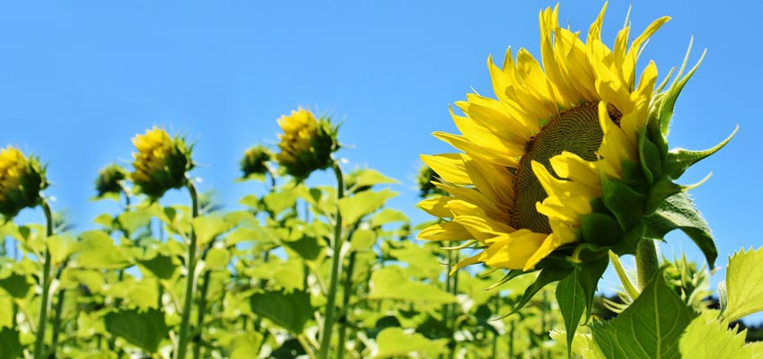 Sonnenblumen